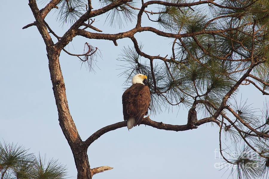 Majestic Eagle Photograph by Jayne Carney