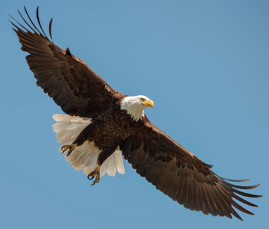 Majestic Eagle Photograph by Loree Johnson