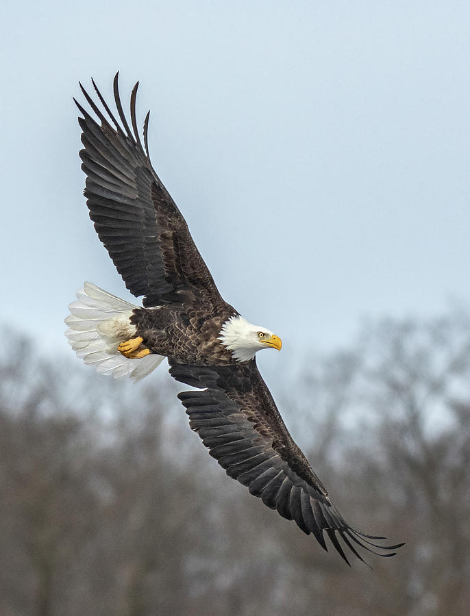 Majestic Eagle Soaring Photograph by Roman Kurywczak