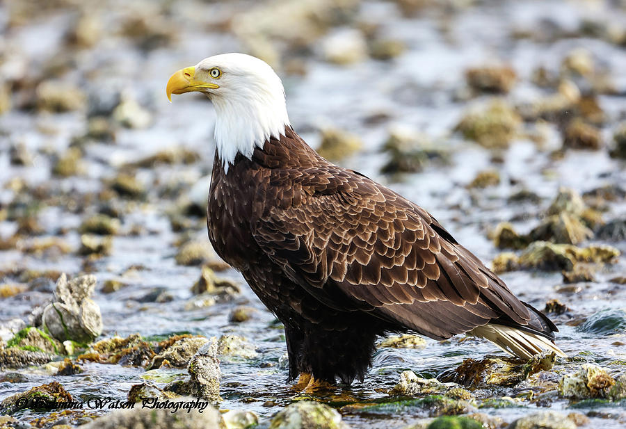Majestic Eagle Photograph by Tahmina Watson