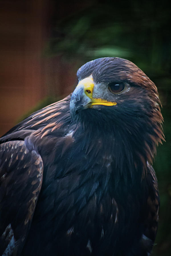 Majestic Eagle Photograph by Thomas Nay
