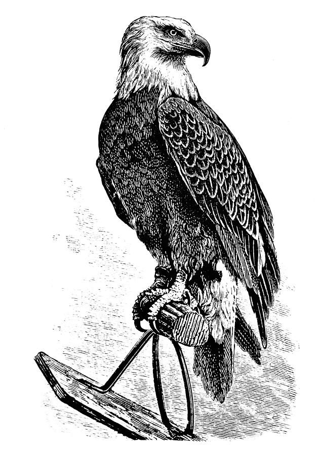Majestic Eagle - Victorian Engraving Drawing by CatLane
