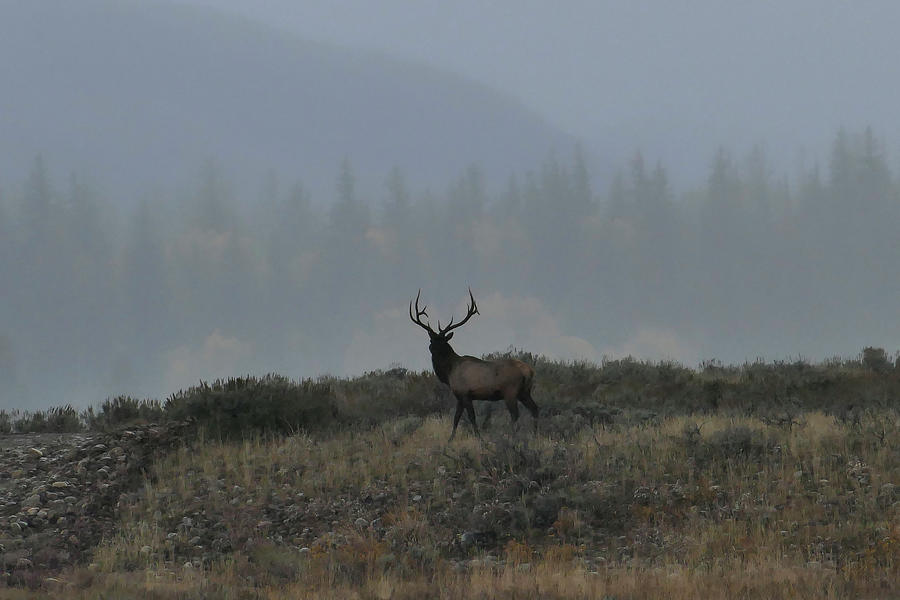 Majestic  Elk Photograph by Arthur Oleary