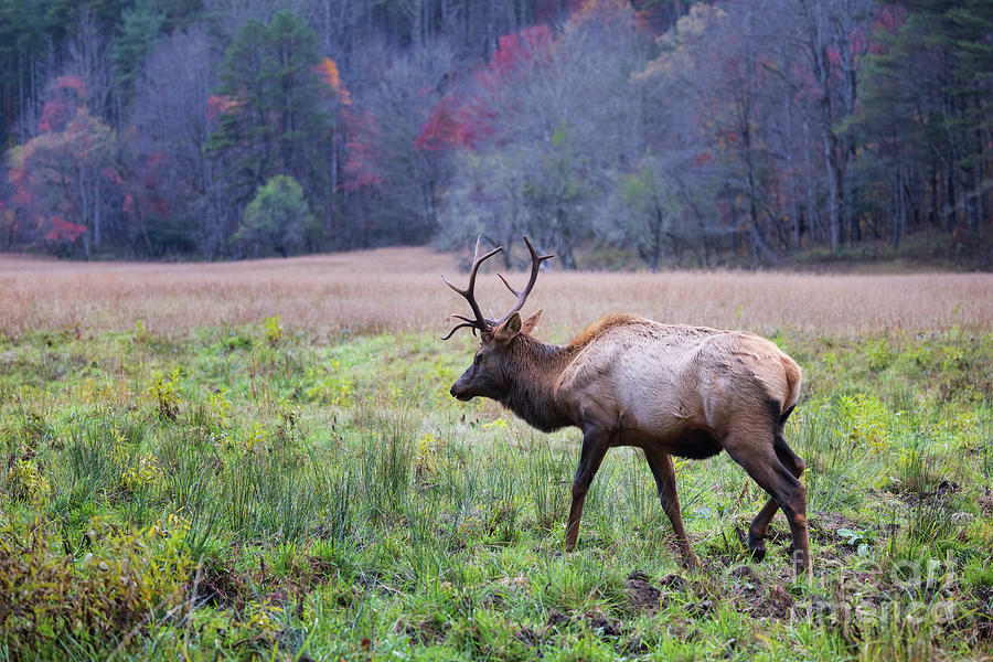 Majestic Elk Photograph by Doug Sturgess