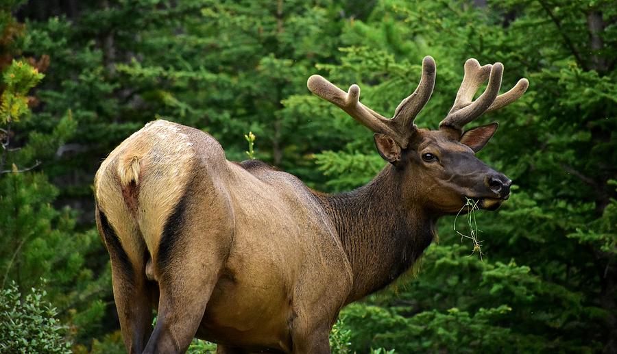 Majestic Elk Photograph by Marta Pawlowski
