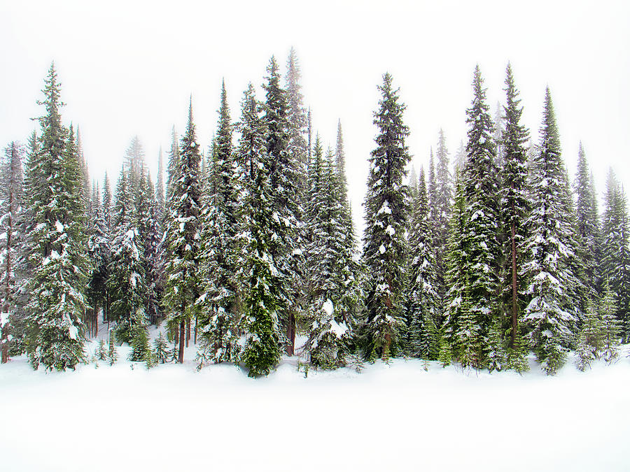 Majestic Evergreens in Snow Photograph by Allan Van Gasbeck