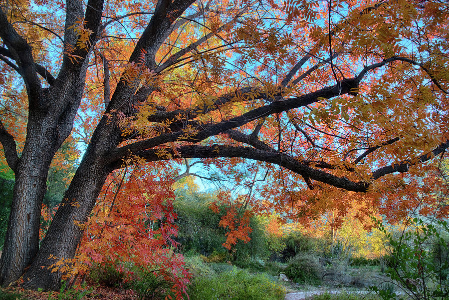 Majestic Fall colors at Boyce Thompson Arboretum Photograph by Dave Dilli