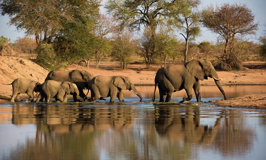 Elephant Photograph - Majestic family by Ana Paula Garces