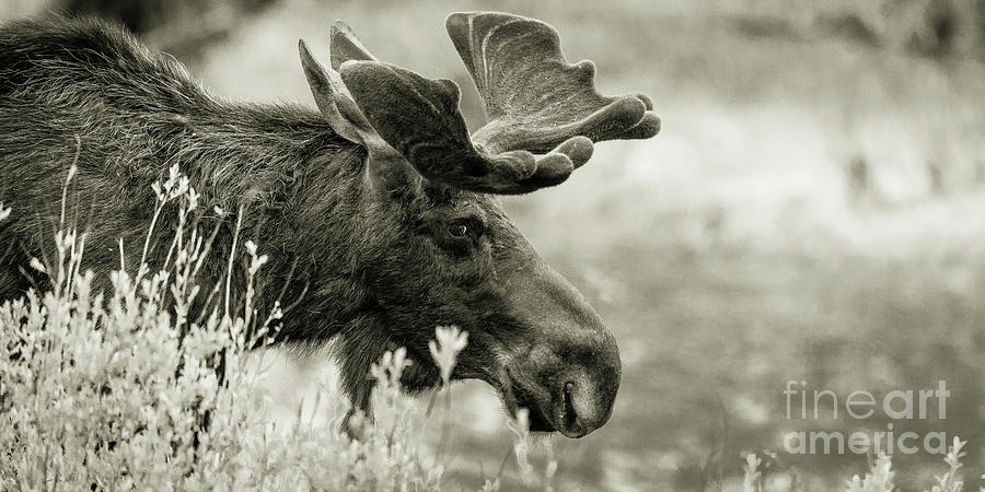Majestic fellow Photograph by Rudy Viereckl Majestic fellow Photograph by Rudy Viereckl