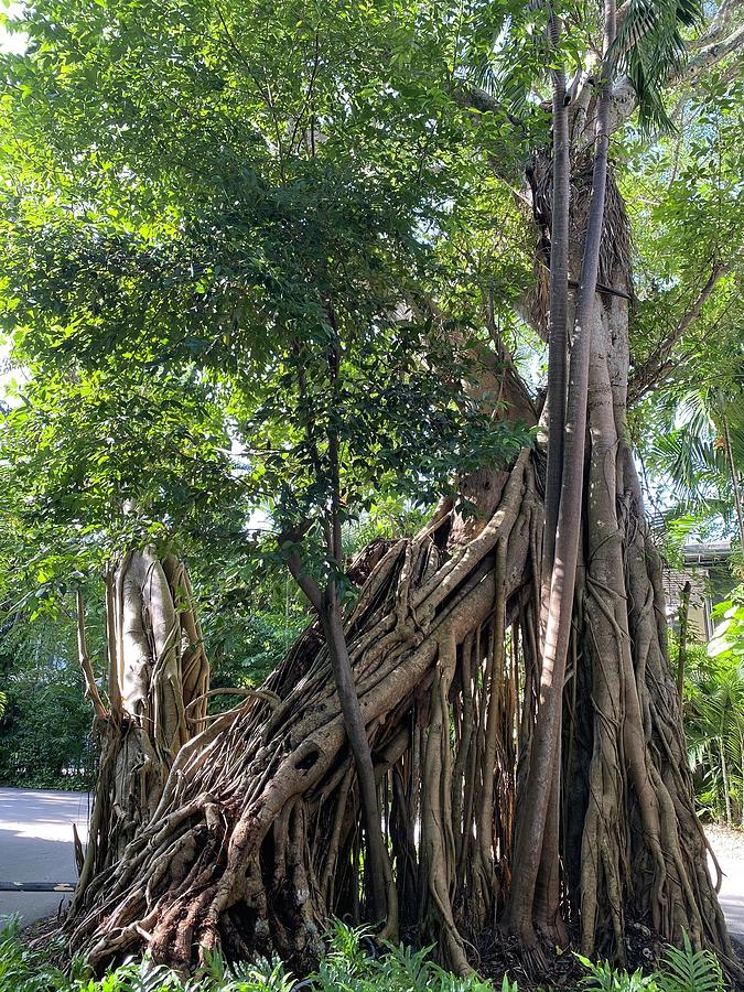 Majestic Ficus Photograph by Lynne Latham - Fine Art America