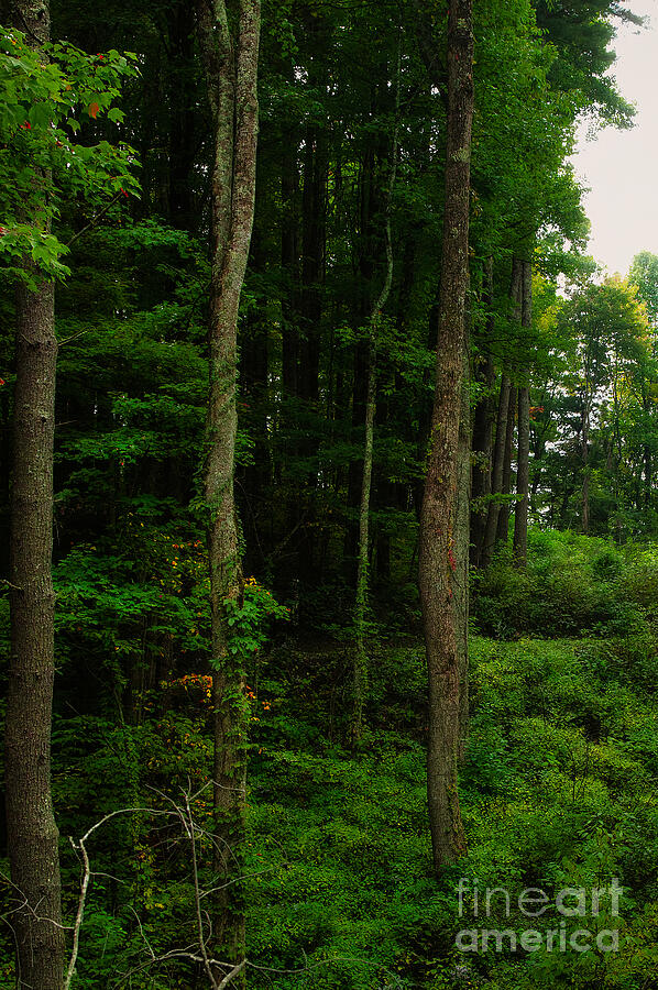Majestic Forest in Great Smoky Mountains Photograph by Shelia Hunt