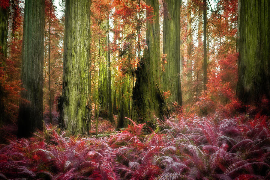 Majestic Forest Photograph by Larry Buckley