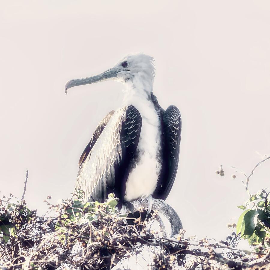 Majestic Frigatebird Perched on Branch Digital Art - Majestic Frigatebird Perched on Branch by Bruce Block