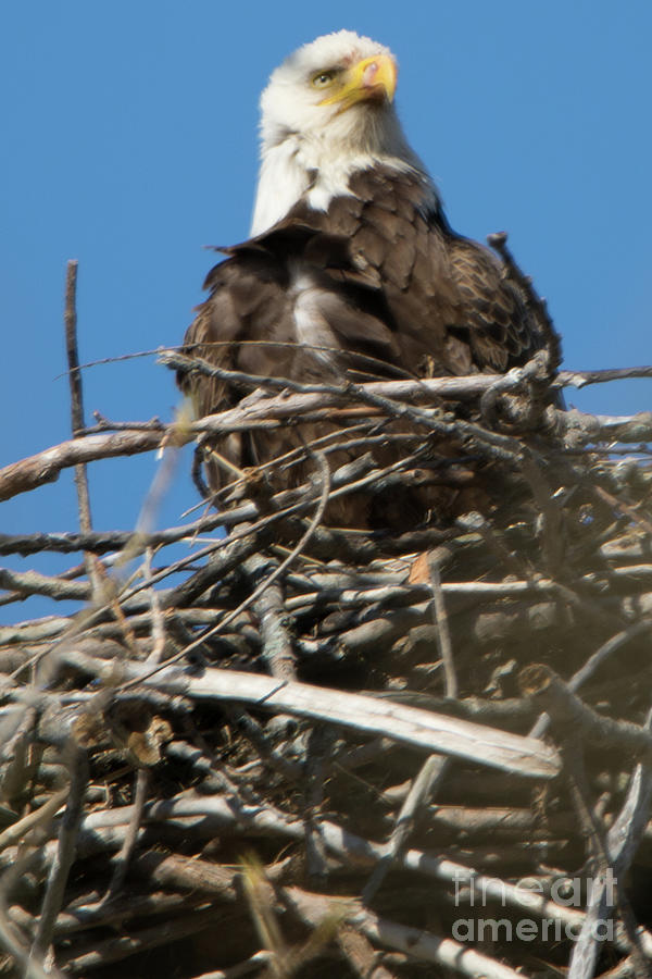 Eagle Photograph - Majestic by Gaby Swanson Eagle Photograph - Majestic by Gaby Swanson