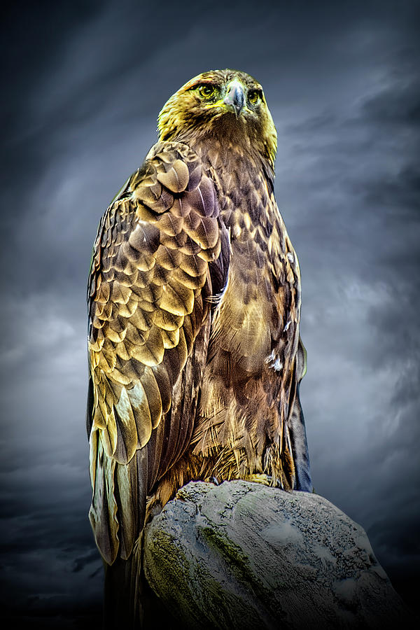 Majestic Golden Eagle Portrait Photograph by Randall Nyhof