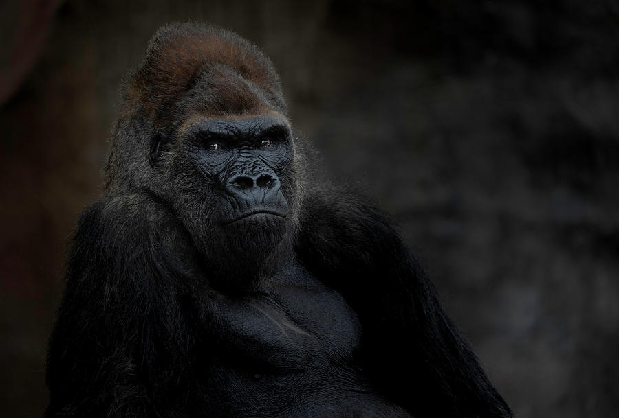 Gorilla Photograph - Majestic Gorilla by Larry Marshall