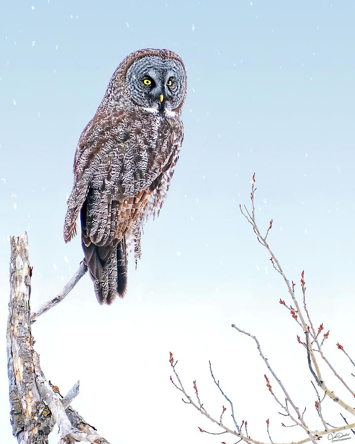 Majestic Great Gray Owl Photograph by Judi Dressler