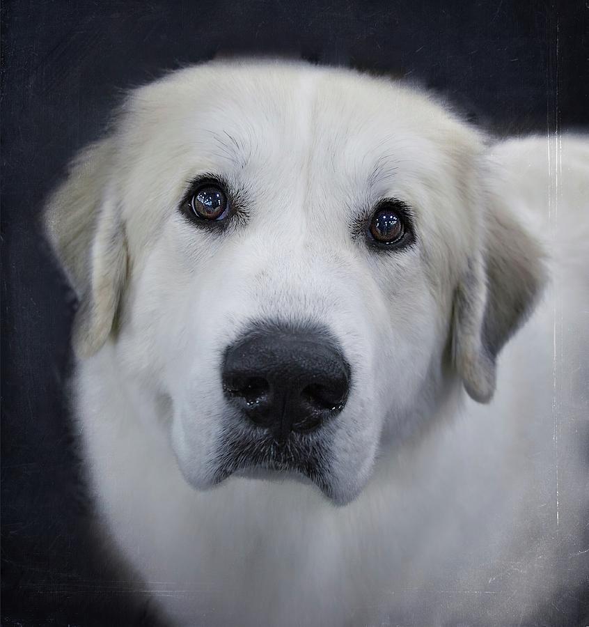 Majestic Great Pyrenees Photograph by Karen Varnas Majestic Great Pyrenees Photograph by Karen Varnas
