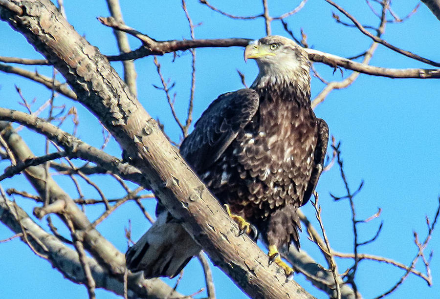 Majestic Juvenile Bald Eagle Photograph by Dennis Becht - Fine Art America