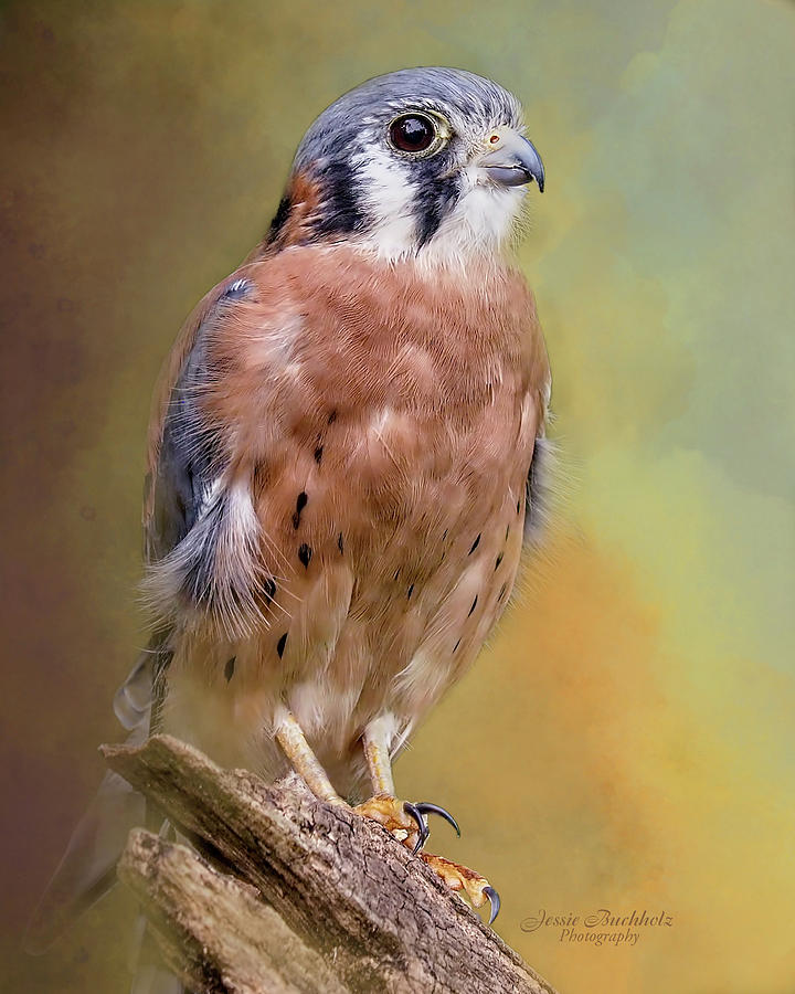 Majestic Kestrel Photograph by Jessie Buchholz - Fine Art America