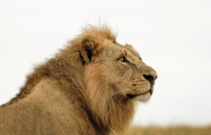 Majestic lion, Nairobi National Park, Kenya Photograph by Pranav Chadha ...