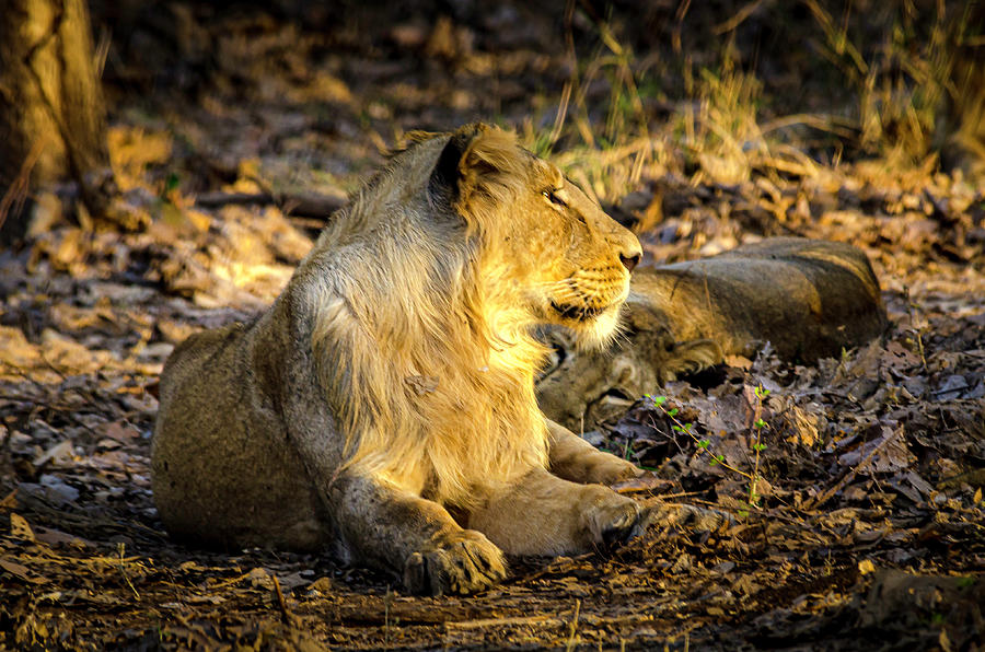 Majestic Lion Photograph by Pravine Chester