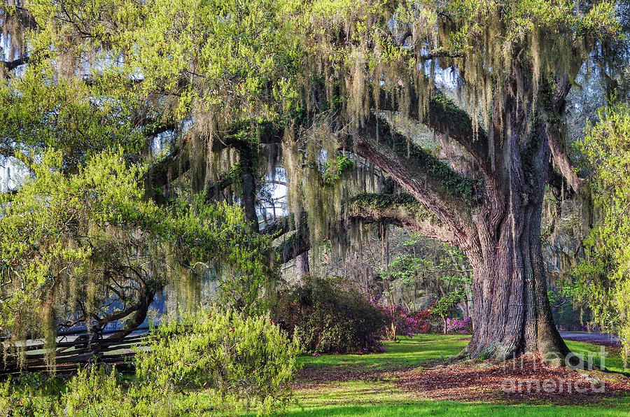 Majestic Live Oak 128 Photograph by Maria Struss Photography - Fine Art ...