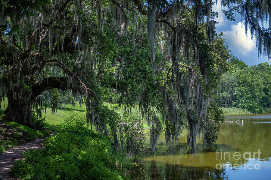 Majestic Live Oak Tree - Middleton Place - Charleston - South Carolina Photograph