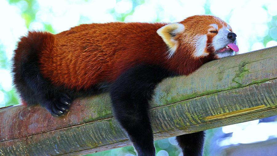 Majestic Lovely Cute Red Panda Sleeping Close Up Ultra HD Photograph by ...