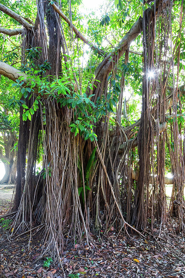 Banyan Tree Photograph - Majestic Magnificent Banyan Tree Portrait by James BO Insogna