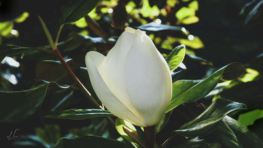 Magnolia Movie Photograph - Majestic Magnolia Bloom  by D Lee