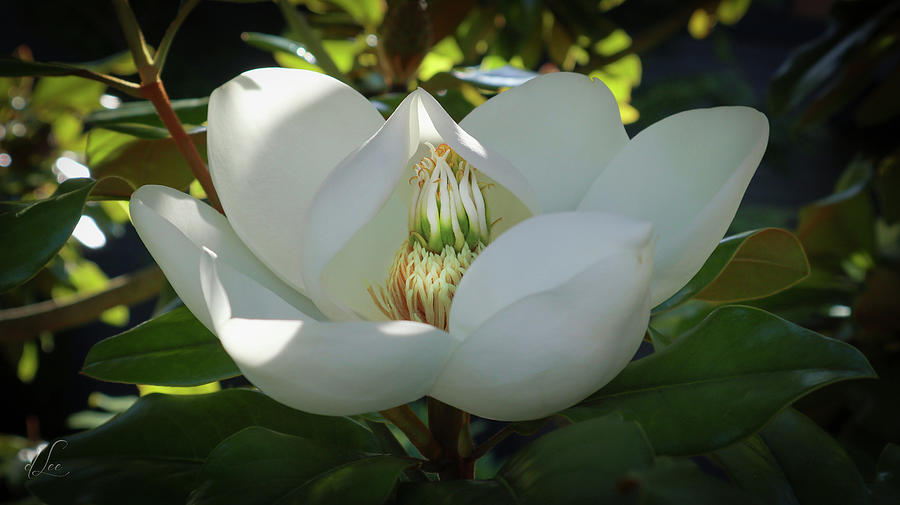 Magnolia Movie Photograph - Majestic Magnolia Opening by D Lee