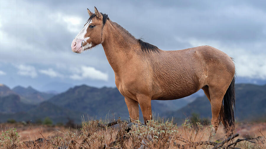 Majestic Mare. Photograph by Paul Martin