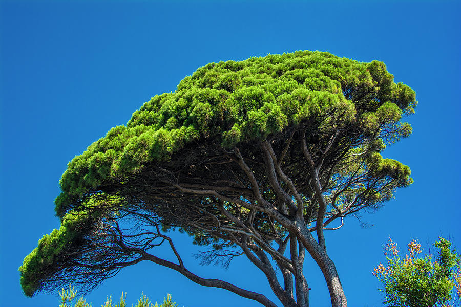 Majestic Maritime Pine Tree Photograph By Brigitta Diaz