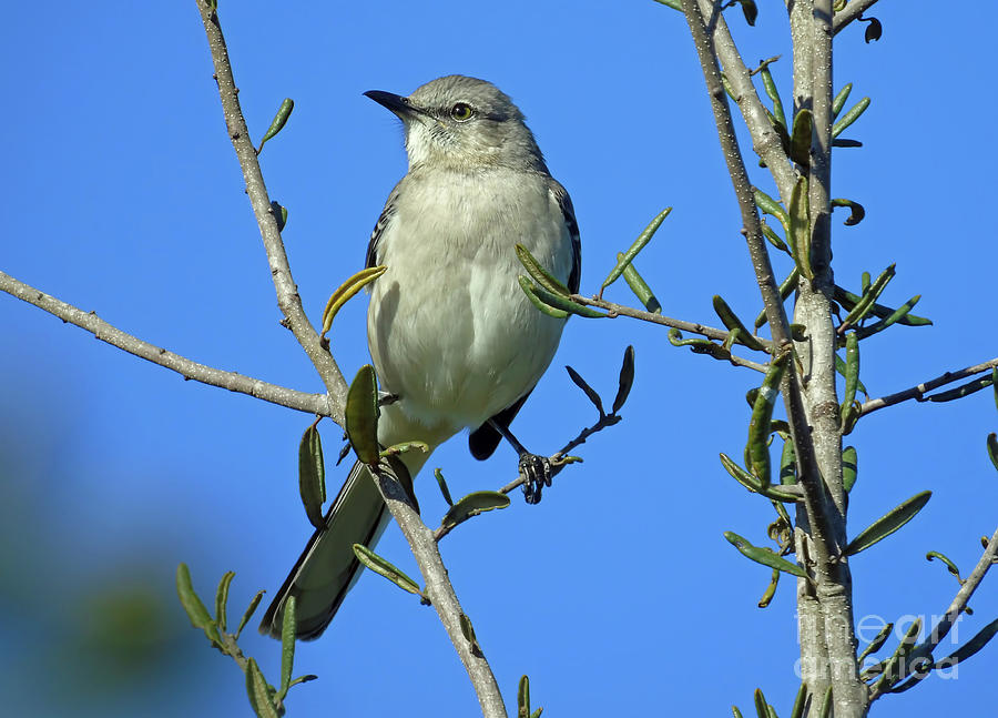 Mockingbird Photograph - Majestic Mockingbird by D Hackett