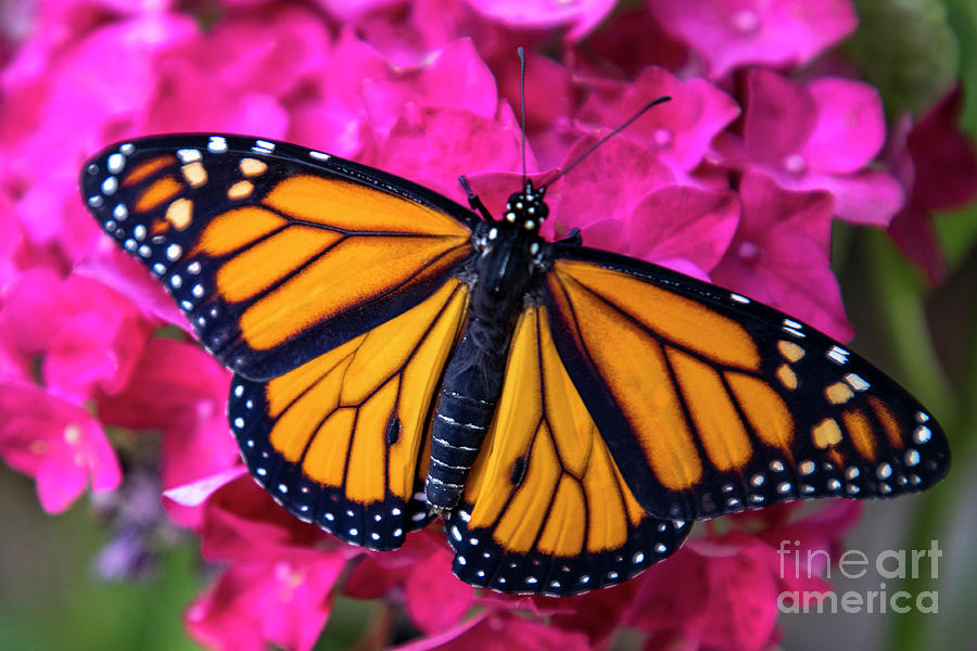 Majestic Monarch Butterfly Photograph by Mariola Bitner