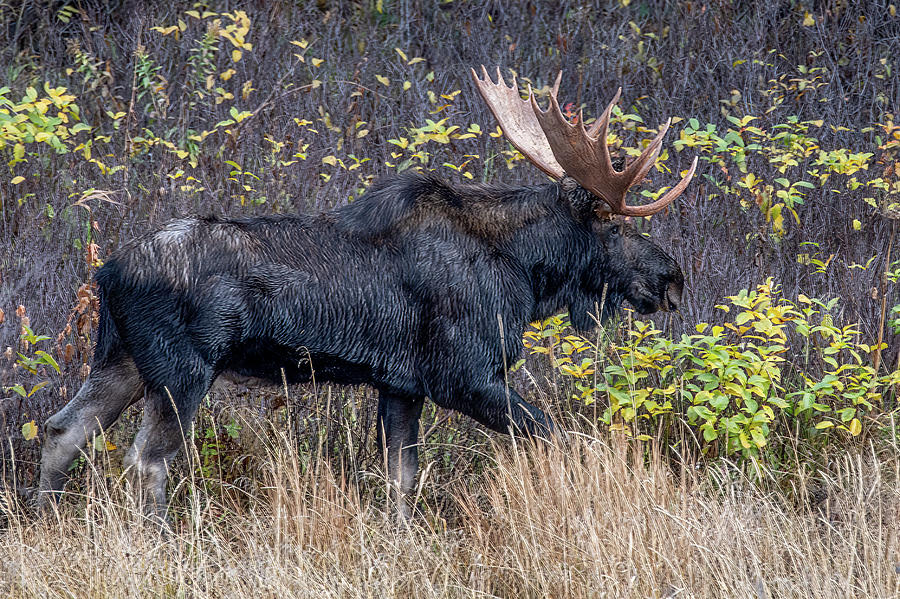 Majestic Moose, Grand Teton National Park Photograph by Marcy Wielfaert