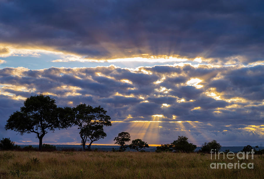 Majestic Morning - South Africa Photograph by Sandra Bronstein
