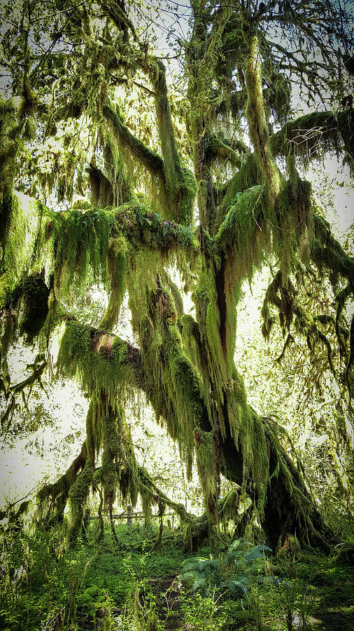 Majestic Moss Mister Photograph by Stephanie Hobbs