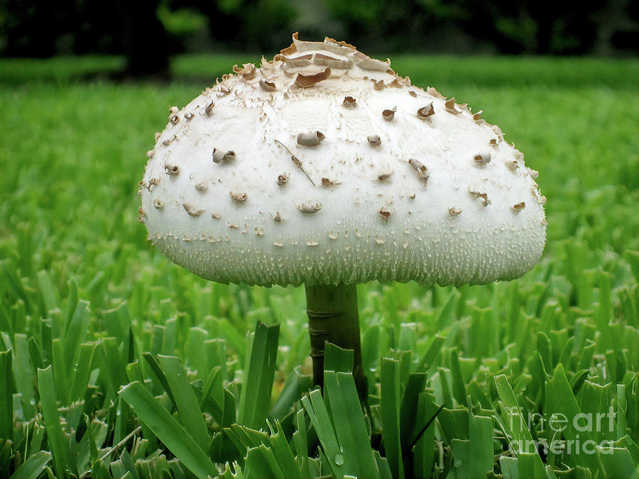 Majestic Mushroom Photograph by Marie Dudek Brown - Fine Art America