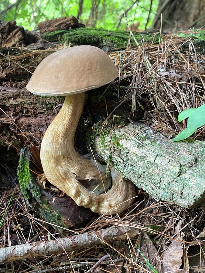 Majestic Mushrooms #10 Photograph by Anjel B Hartwell