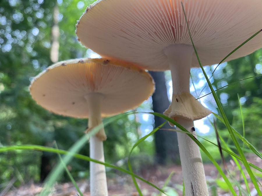 Majestic Mushrooms #15 Photograph by Anjel B Hartwell