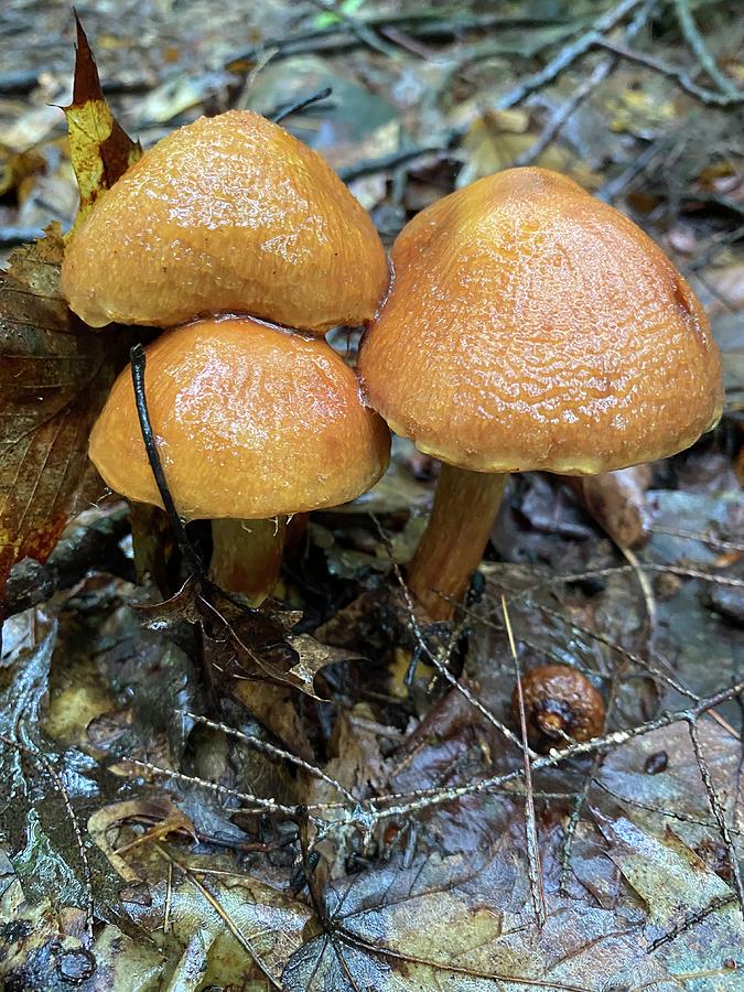 Majestic Mushrooms #2 Photograph by Anjel B Hartwell