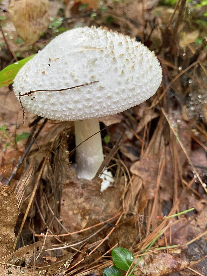 Majestic Mushrooms #20 Photograph by Anjel B Hartwell