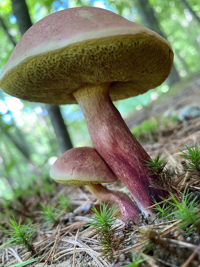 Majestic Mushrooms #24 Photograph by Anjel B Hartwell