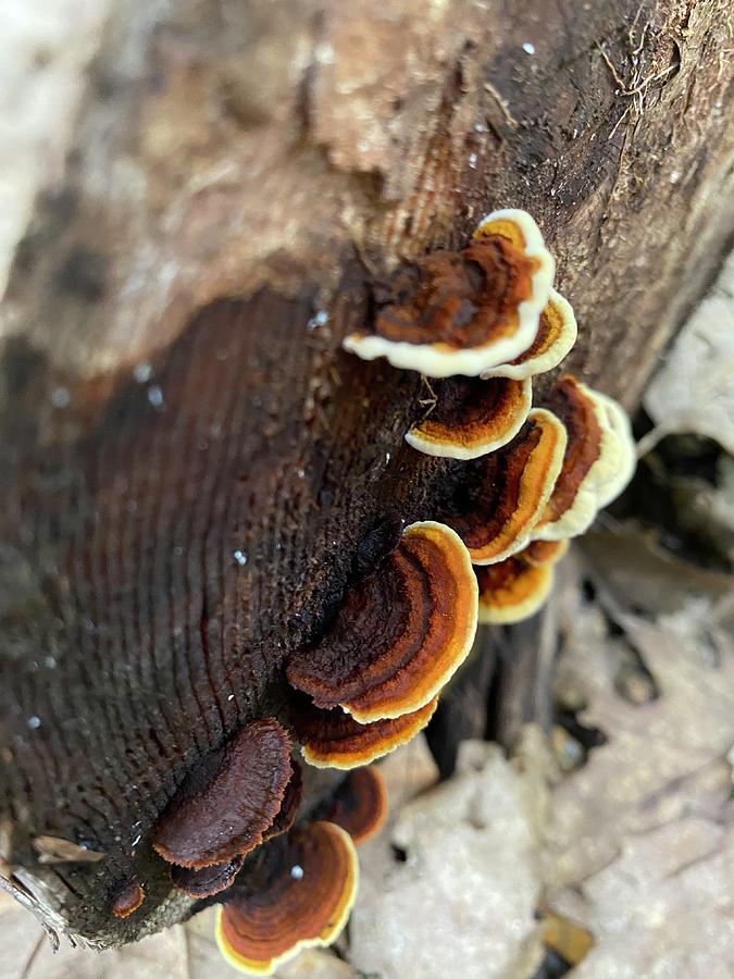 Majestic Mushrooms #38 Photograph by Anjel B Hartwell