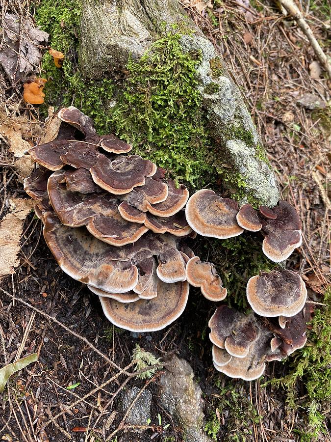 Majestic Mushrooms #44 Photograph by Anjel B Hartwell