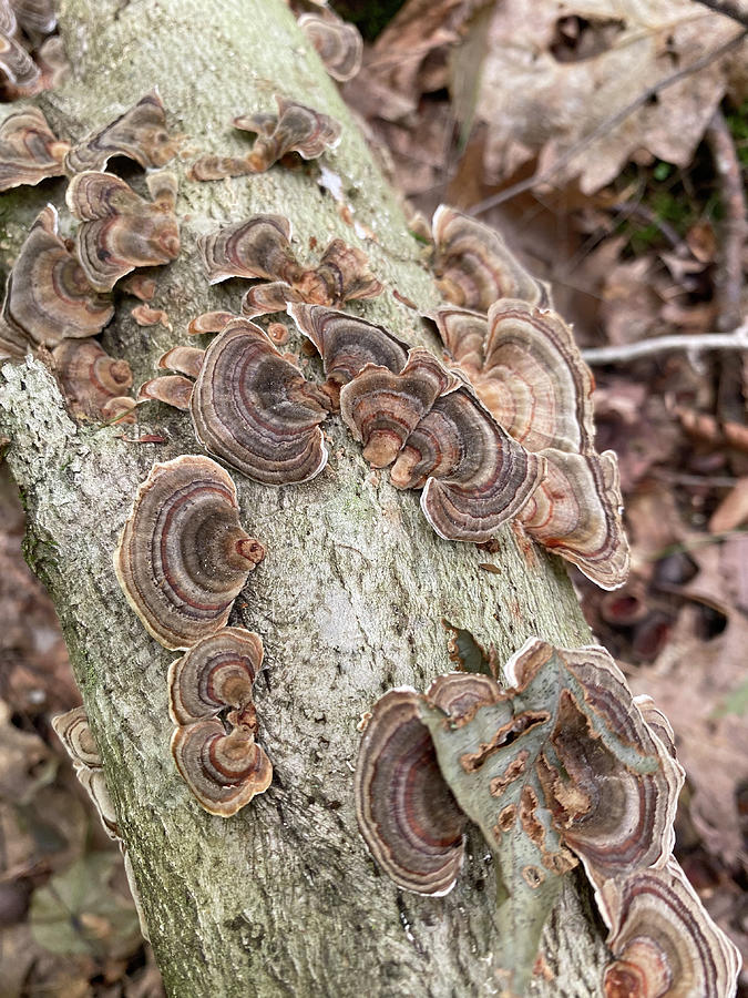 Majestic Mushrooms #49 Photograph by Anjel B Hartwell