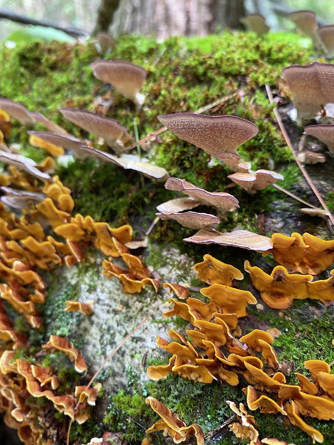 Majestic Mushrooms #56 Photograph by Anjel B Hartwell