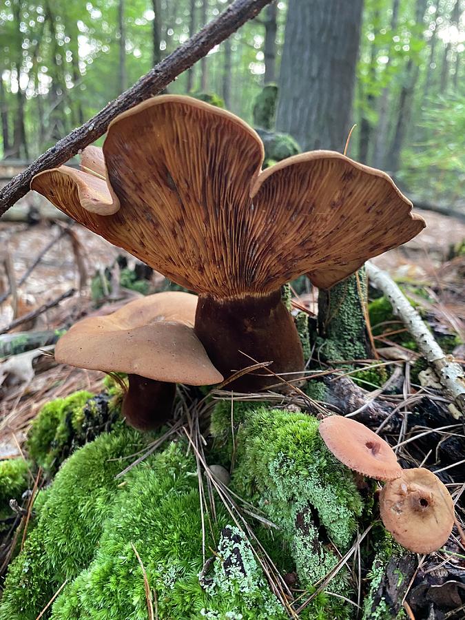 Majestic Mushrooms #60 Photograph by Anjel B Hartwell